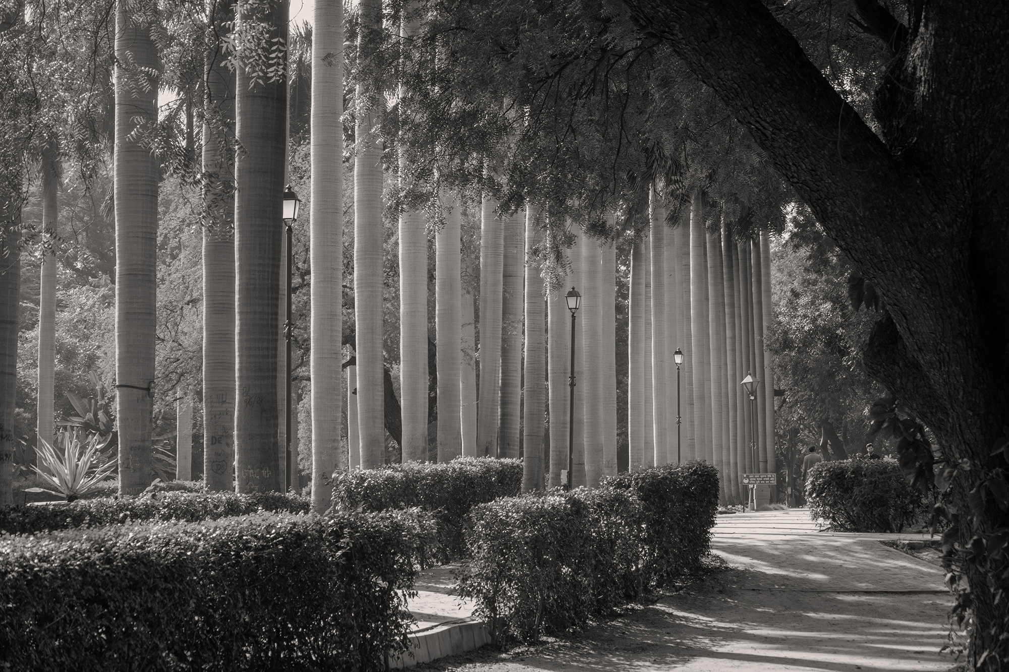 Christoph Radke, India, New Delhi, Lodhi Gardens, 2022